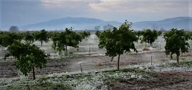 Άμεση αποστολή κλιμακίου ΕΛΓΑ για την εκτίμηση των ζημιών που προκαλεί ο παγετός στις καλλιέργειες της ευρύτερης περιοχής του Δήμου Αλεξάνδρειας